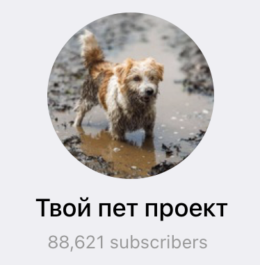 Канал Твой пет проект — 88 000+ подписчиков